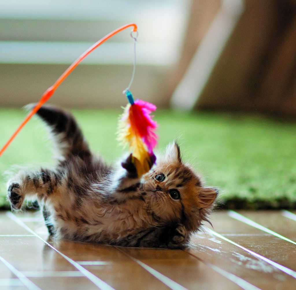 Kitten Playing