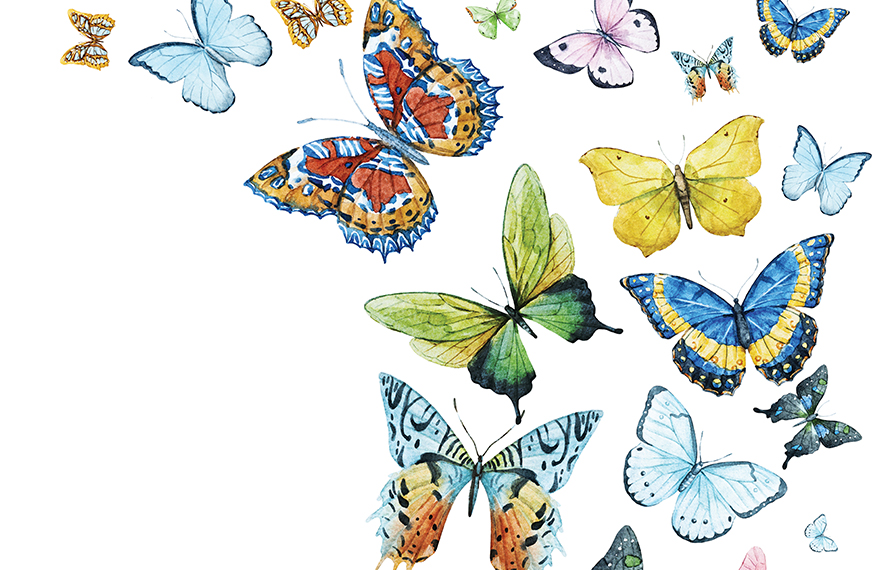 Butterflies Illustrations