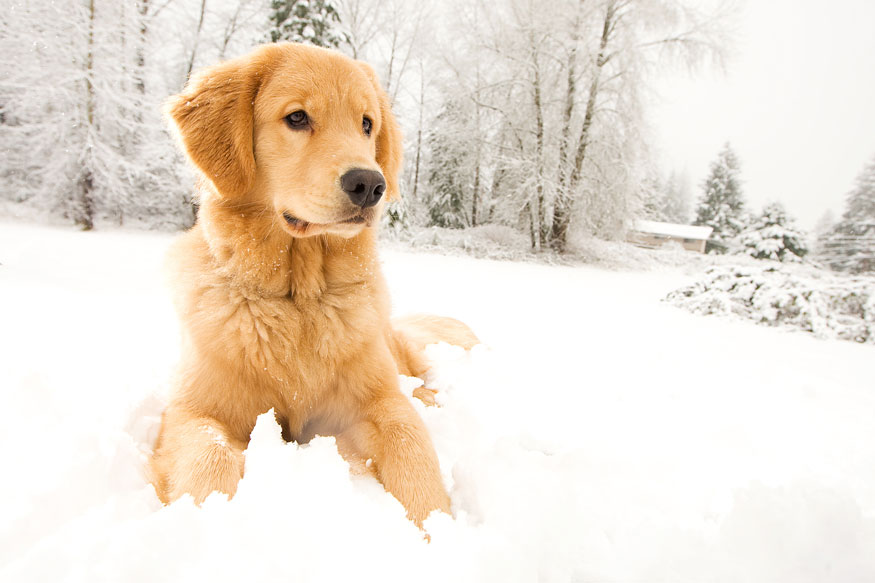 Dog in Snow