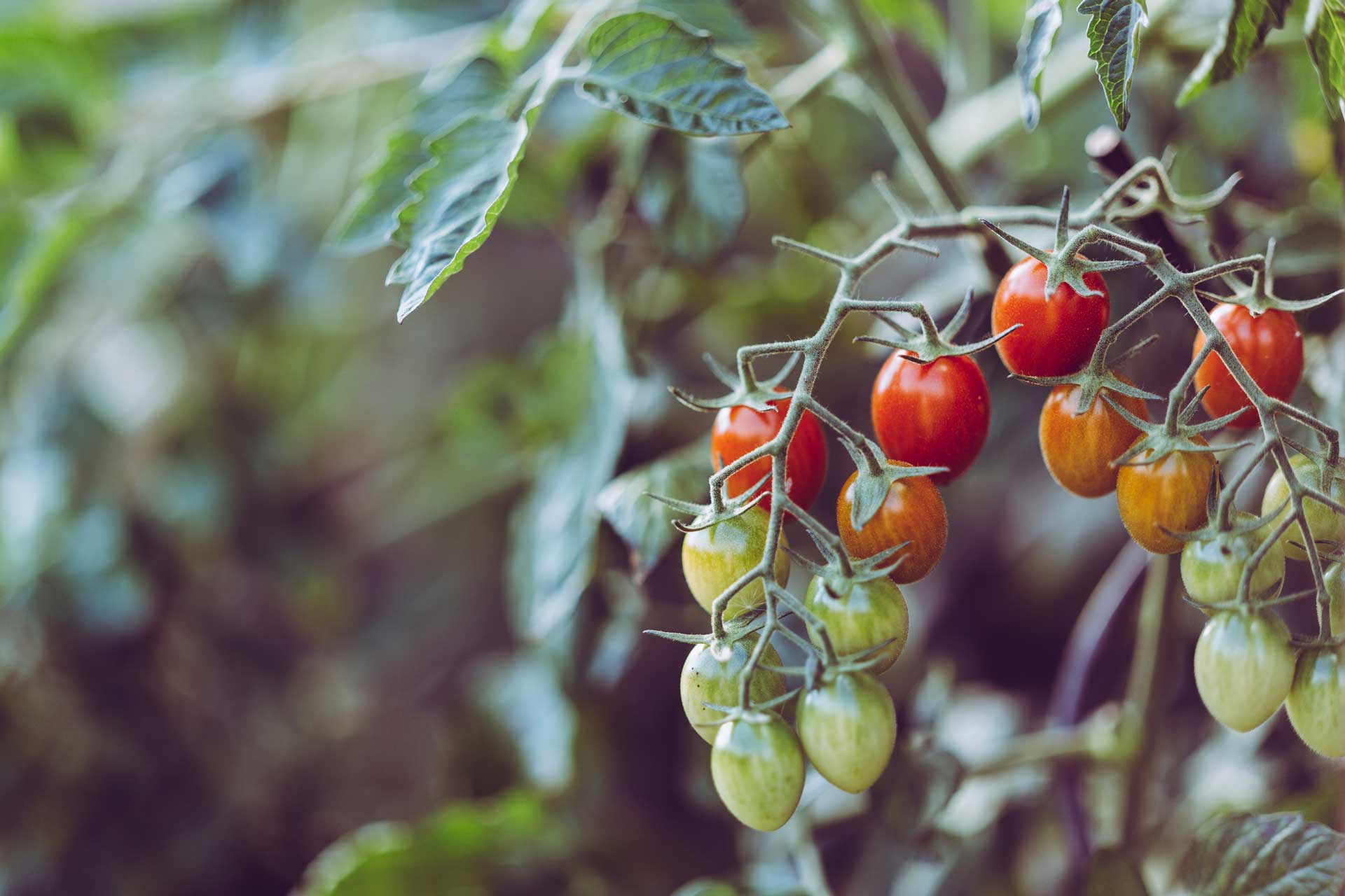 A Guide To Starting A Kid Friendly Vegetable Garden Black Hills Family a-guide-to-starting-a-kid-friendly-vegetable-garden-black-hills-family